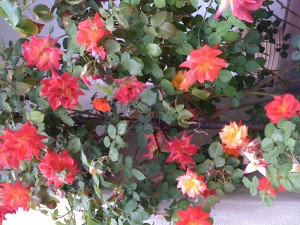 This is a picture of a rose bush.
